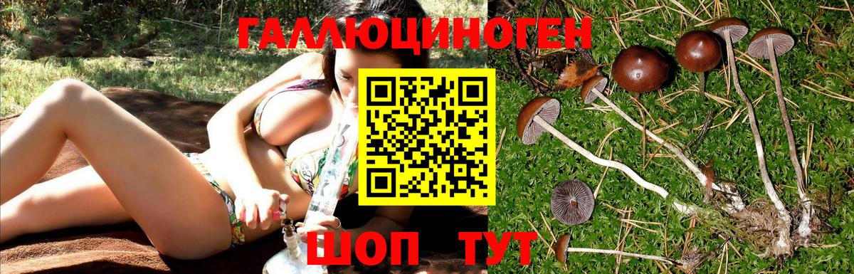 Псилоцибиновые грибы Psilocybine cubensis  где продают   Галлюциногенные грибы Cubensis  Новокубанск  Вход с VPN 